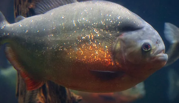 Piranha (1)
