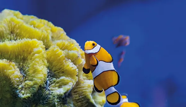 Poisson Clown