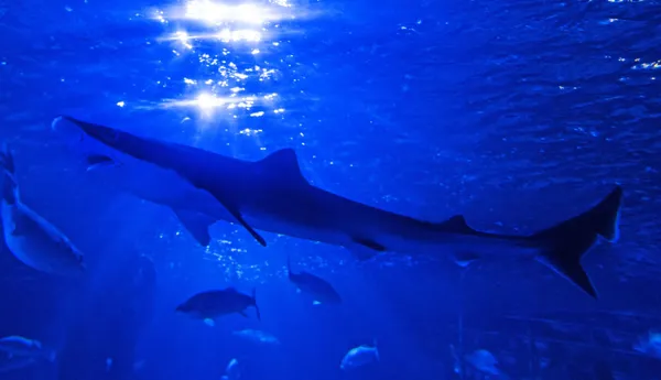 Requin Ha