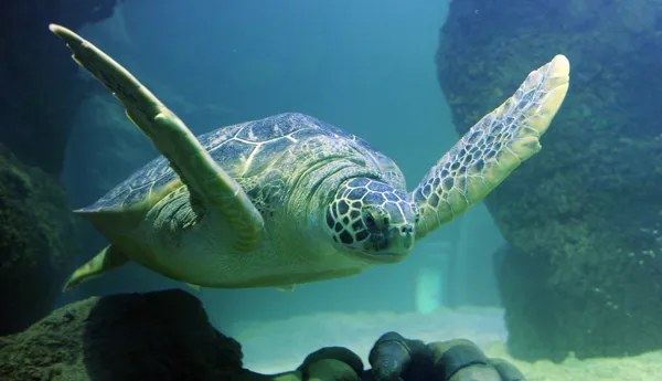 Tortue Verte