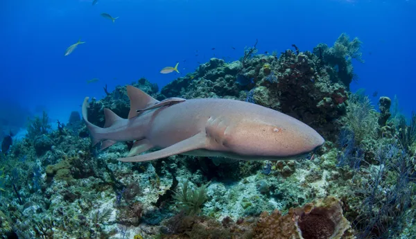 Requin Nourrice