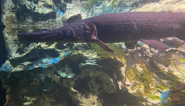 Garpique Alligator