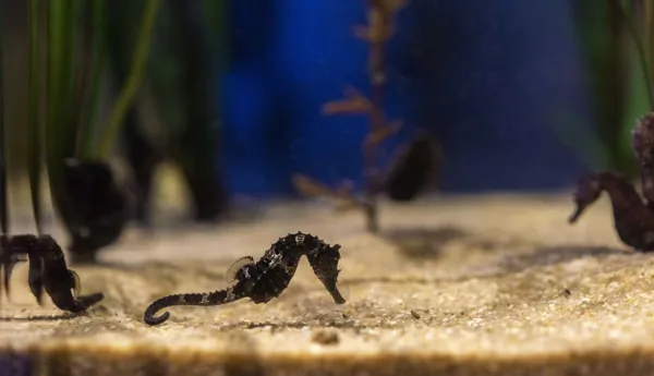 Hippocampes