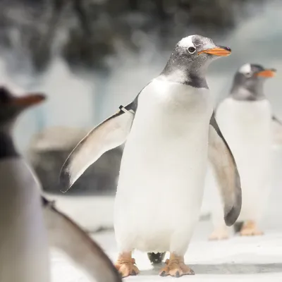 Manchots Papous 2