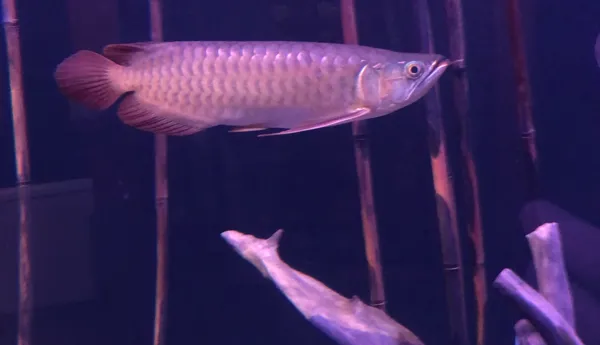 Arowana
